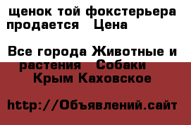 щенок той-фокстерьера продается › Цена ­ 25 000 - Все города Животные и растения » Собаки   . Крым,Каховское